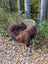 A plush dark rusty icelandic sheepskin rug draped over a light wicker chair with metal legs showcasing wool icelandic softness