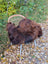 A massive natural dark rusty icelandic sheepskin wool rug draped over a wicker chair with white metal legs