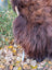A thick shaggy brown highland cow stands in autumn next to a 58 x 32 inch massive natural dark rusty wool icelandic sheepskin