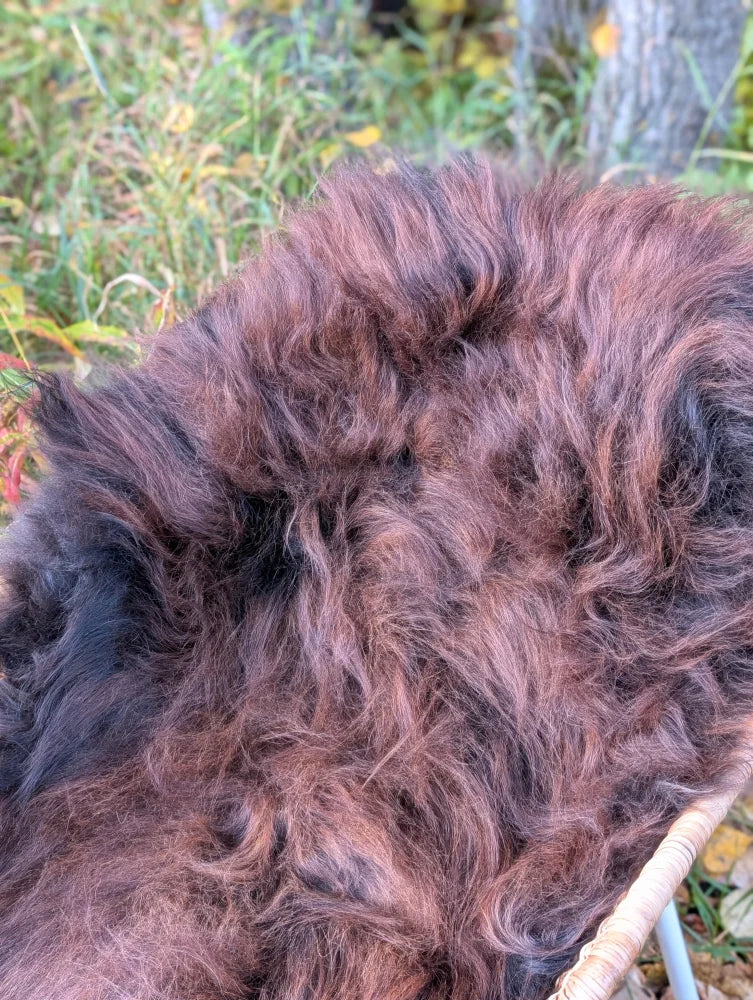 A thick shaggy natural dark rusty icelandic sheepskin wool blanket with brown and black fur texture
