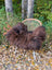 A plush dark brown wool icelandic sheepskin throw draped over a woven rattan chair with white metal legs