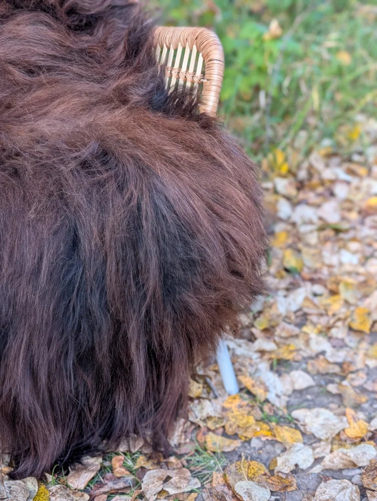 A wicker comb gently brushing the thick dark brown wool icelandic sheepskin 63 by 30 inches massive size