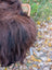 A wicker comb gently brushing the thick dark brown wool icelandic sheepskin 63 by 30 inches massive size