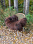 A cozy massive natural dark rusty icelandic sheepskin rug draped over a light wicker chair with metal legs