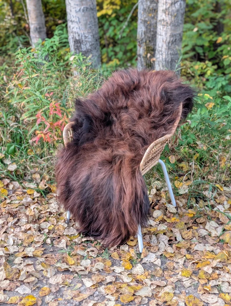 A thick plush natural dark rusty icelandic sheepskin rug draped over a woven chair showcasing wool icelandic quality