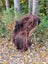 A thick plush natural dark rusty icelandic sheepskin rug draped over a woven chair showcasing wool icelandic quality