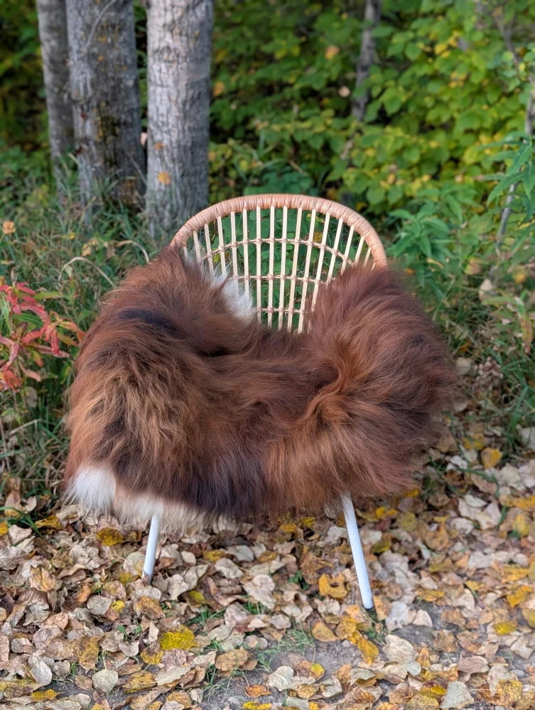 A cozy massive natural dark rusty icelandic sheepskin rug draped over a woven rattan chair with white metal legs