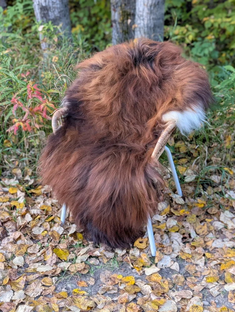 A plush wool icelandic sheepskin rug in dark rusty brown with a white patch and light wooden handles for easy carrying