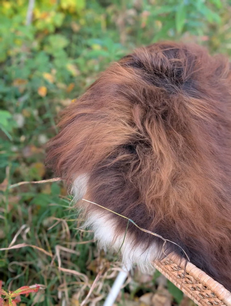 A fluffy brown and white guinea pig sits on a massive natural dark rusty icelandic sheepskin with long wool icelandic fur