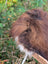 A fluffy brown and white guinea pig sits on a massive natural dark rusty icelandic sheepskin with long wool icelandic fur
