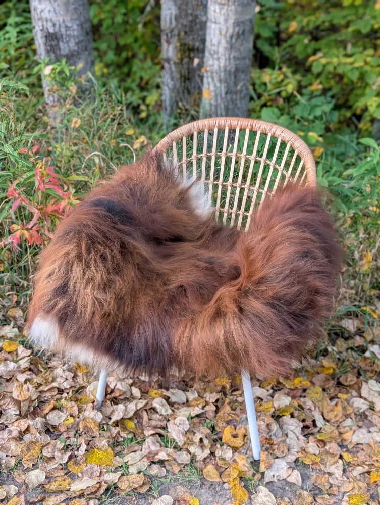 Cozy fluffy brown and white wool icelandic sheepskin throw draped over woven wicker chair with metal legs