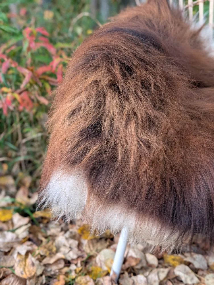 A fluffy brown and white dog standing on a 62 x 33 inch dark rusty natural wool icelandic sheepskin rug outdoors