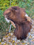 A fluffy brown and white guinea pig sits on a woven chair with a massive natural dark rusty wool icelandic sheepskin