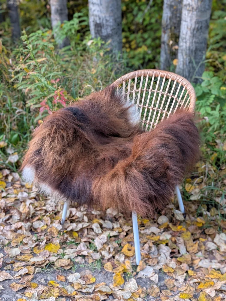 A massive natural dark rusty icelandic sheepskin rug draped over a woven wicker chair with white metal legs