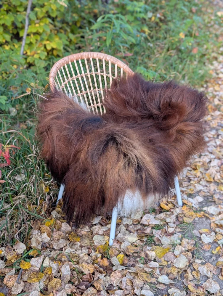 A plush long-haired brown wool icelandic sheepskin rug draped over a woven wicker chair with white legs