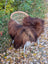 A plush long-haired brown wool icelandic sheepskin rug draped over a woven wicker chair with white legs