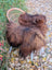 A massive natural dark rusty icelandic sheepskin rug with long thick wool draped over a wicker chair