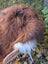 A fluffy dog sits on a 62 by 33 inch natural dark rusty icelandic sheepskin wool icelandic rug outdoors