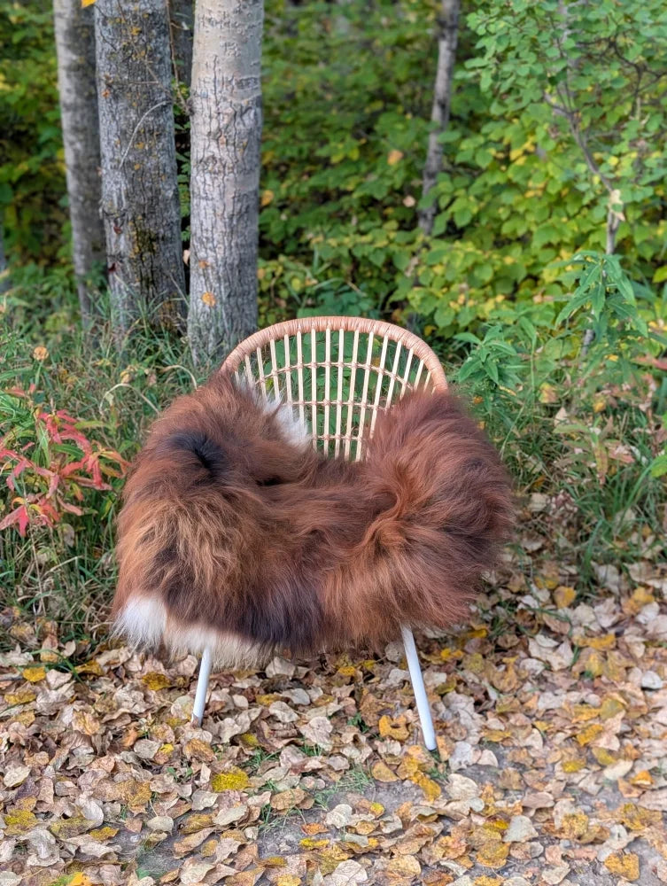 A cozy massive natural dark rusty icelandic sheepskin throw draped over a light wicker chair with metal legs