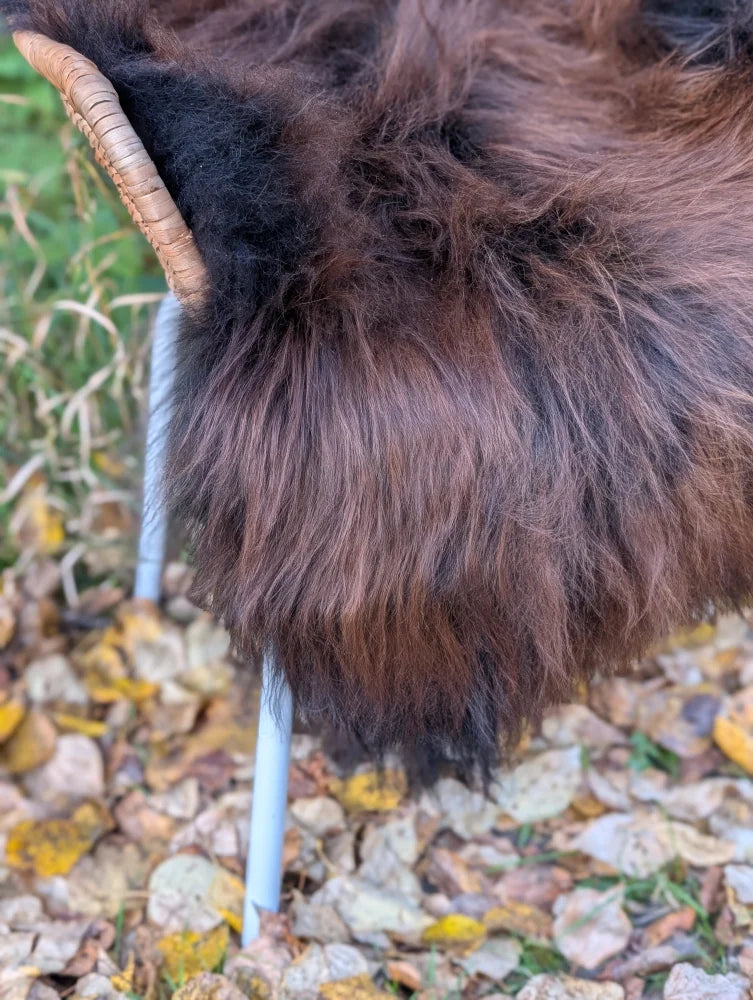 A plush long-haired highland cow with curved horn on a massive natural dark rusty wool icelandic sheepskin rug