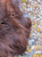 Close-up of thick reddish-brown wool icelandic sheepskin with natural texture from 61 x 36 massive dark rusty sheepskin