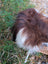 A fluffy brown and white dog sitting on a 61 x 36 inch massive natural dark rusty wool icelandic sheepskin rug