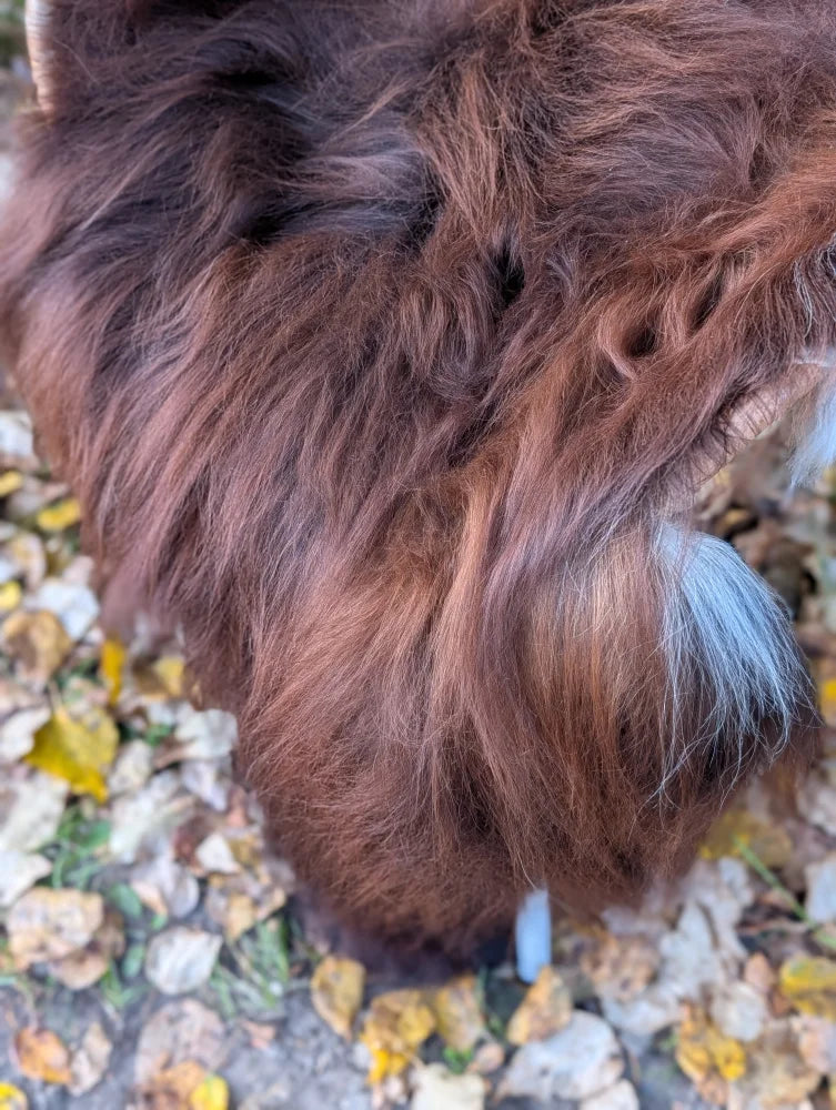 A massive natural dark rusty icelandic sheepskin wool with thick shaggy texture shown near a fluffy highland cow