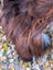 A massive natural dark rusty icelandic sheepskin wool with thick shaggy texture shown near a fluffy highland cow
