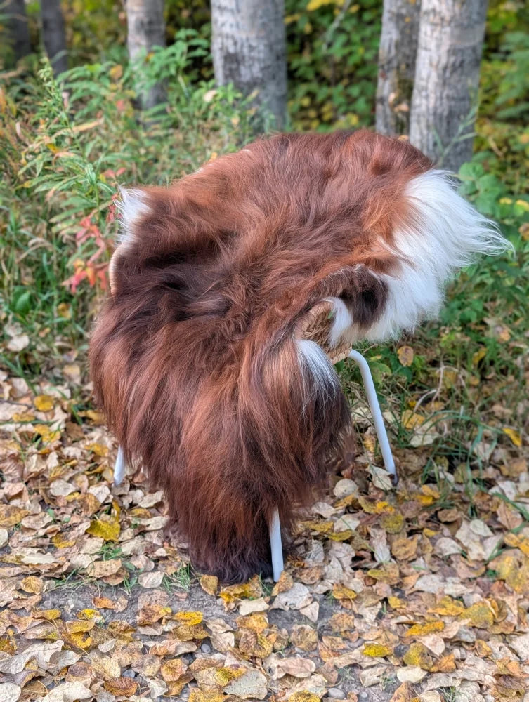 A fluffy brown and white wool icelandic sheepskin rug draped over a chair in natural dark rusty tones