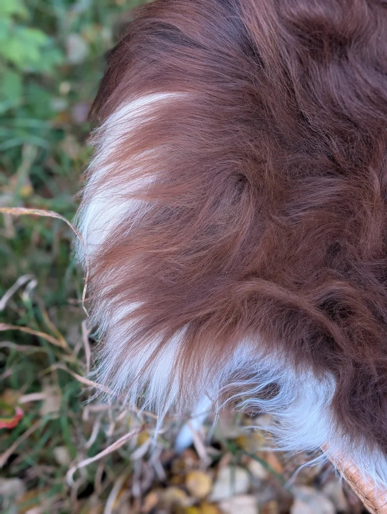 Close-up of a fluffy brown and white dog ear showing long soft fur on a massive natural dark rusty wool icelandic sheepskin