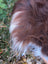 Close-up of a fluffy brown and white dog ear showing long soft fur on a massive natural dark rusty wool icelandic sheepskin