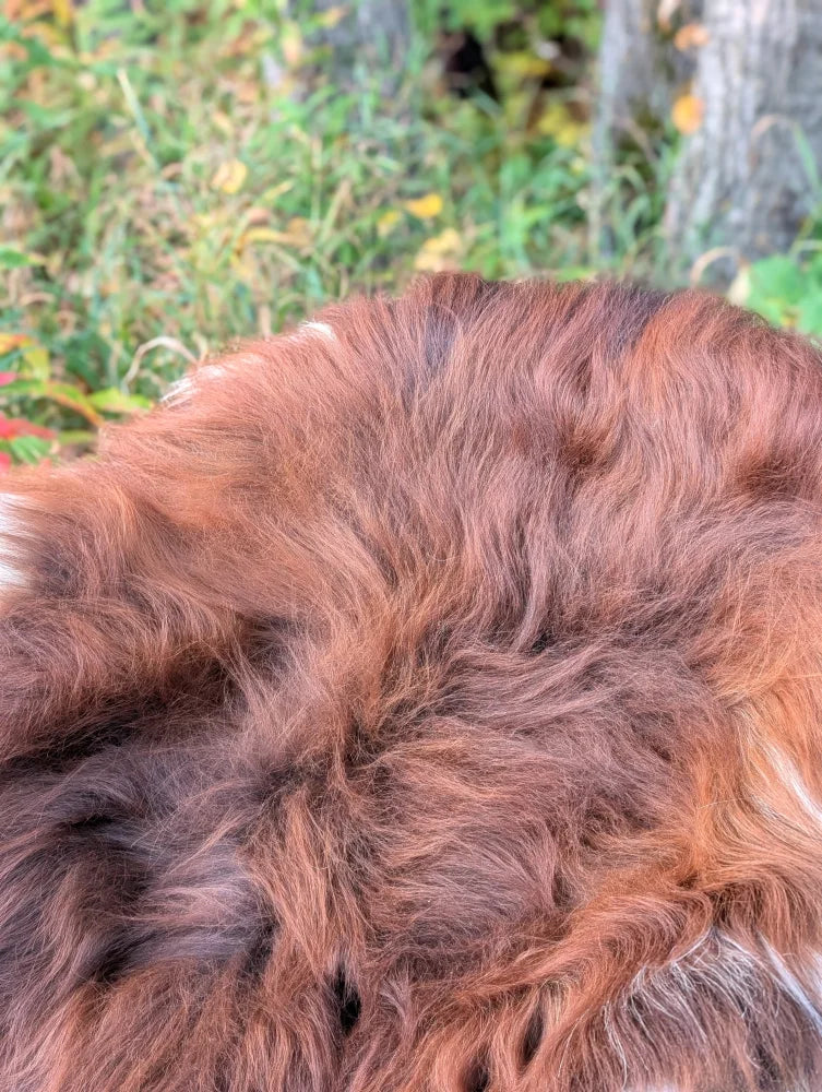 A massive 61 by 36 inch wool icelandic sheepskin with thick reddish brown fur and lighter white tips perfect for cozy spaces