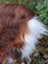 Back side of a massive natural dark rusty icelandic sheepskin with fluffy brown and white wool icelandic fur tail