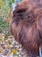 A plush long-haired brown wool icelandic sheepskin rug with natural texture and subtle shade variations