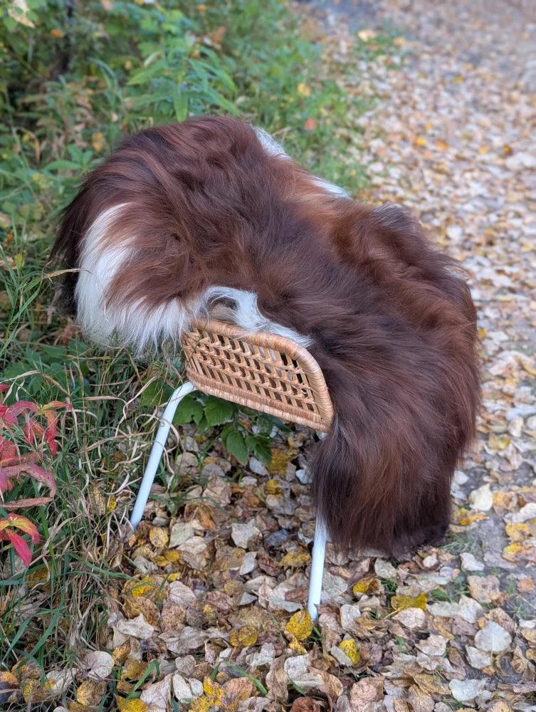 A fluffy brown and white dog resting on a wicker chair with a massive natural dark rusty icelandic sheepskin rug