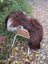 A fluffy brown and white dog resting on a wicker chair with a massive natural dark rusty icelandic sheepskin rug