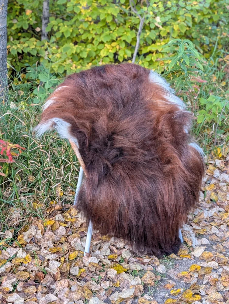 A plush brown and white wool icelandic sheepskin rug draped over a chair in natural dark rusty tones