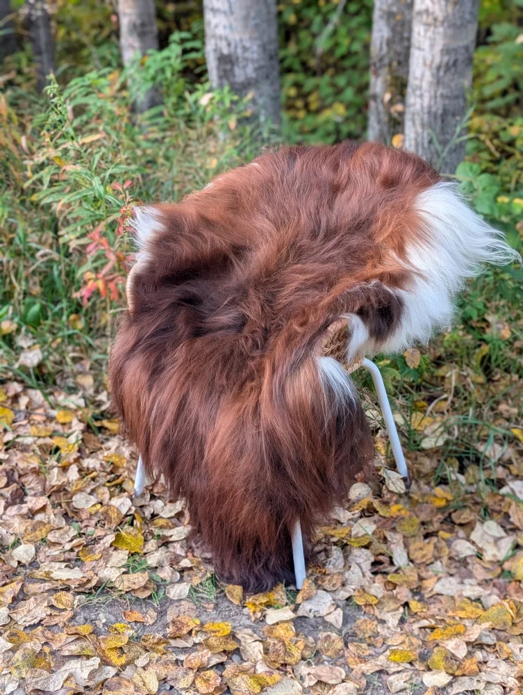 A plush wool icelandic chair with brown and white sheepskin and slender metal legs surrounded by autumn leaves