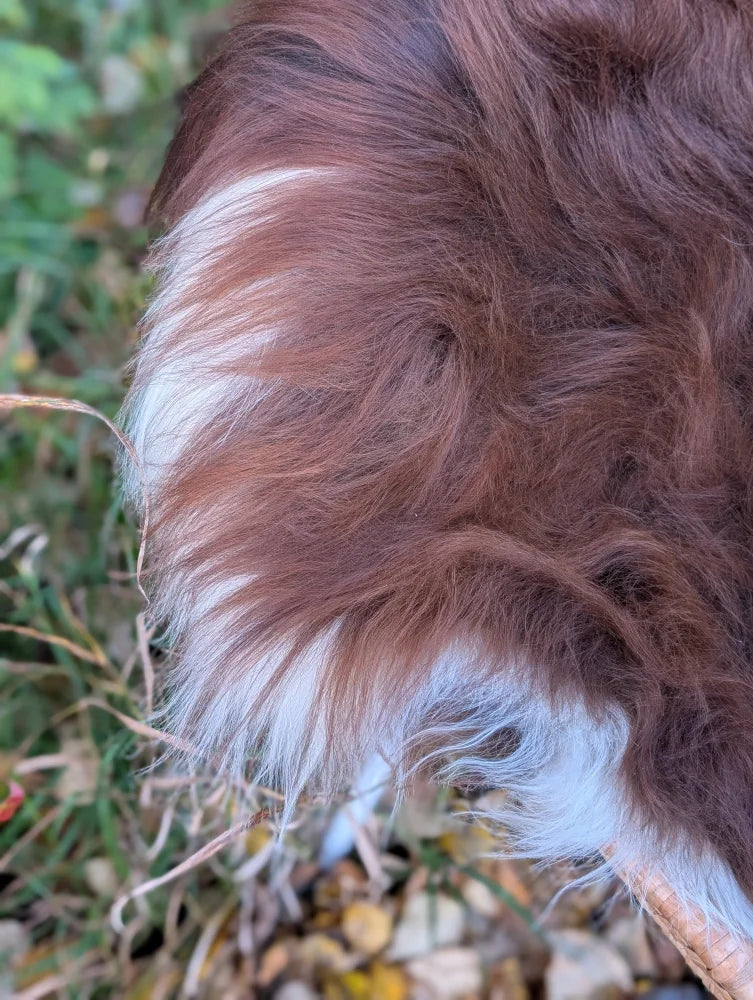 A fluffy brown and white tail on the back side of a massive natural dark rusty icelandic sheepskin wool icelandic rug