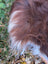 A fluffy brown and white tail on the back side of a massive natural dark rusty icelandic sheepskin wool icelandic rug