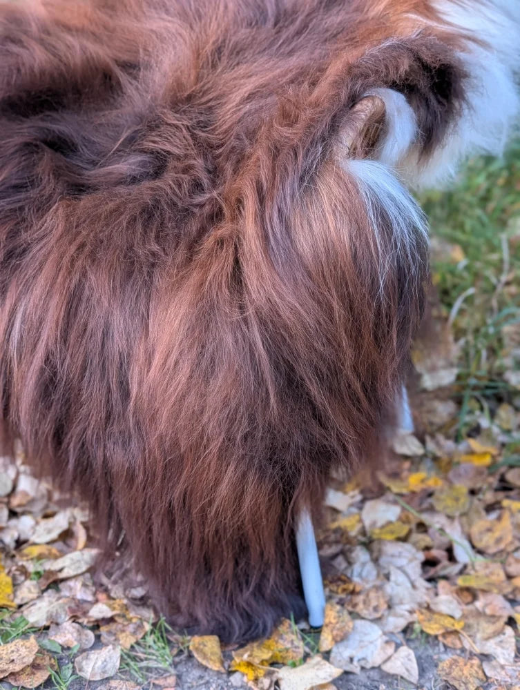 A fluffy brown dog stands on a massive 61x36 dark rusty natural icelandic sheepskin with a white tail tip