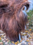 A fluffy brown dog stands on a massive 61x36 dark rusty natural icelandic sheepskin with a white tail tip