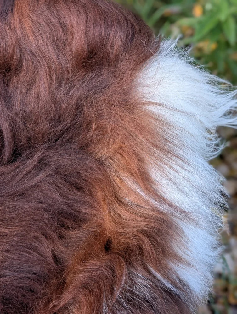 A fluffy long-haired dog with rich brown fur and white tail patch on a massive natural dark rusty wool icelandic sheepskin