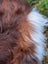 A fluffy long-haired dog with rich brown fur and white tail patch on a massive natural dark rusty wool icelandic sheepskin
