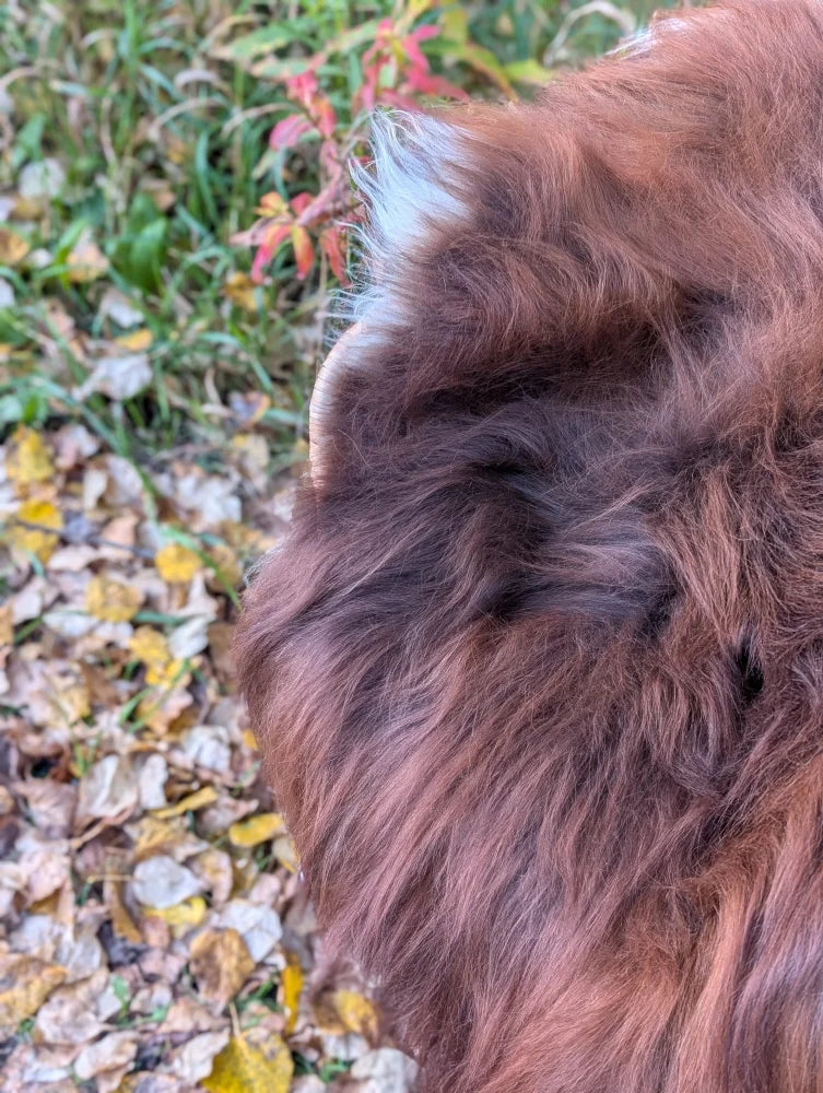 A fluffy long-haired dog with rich brown fur and a white ear patch resting on a massive natural dark rusty icelandic sheepskin