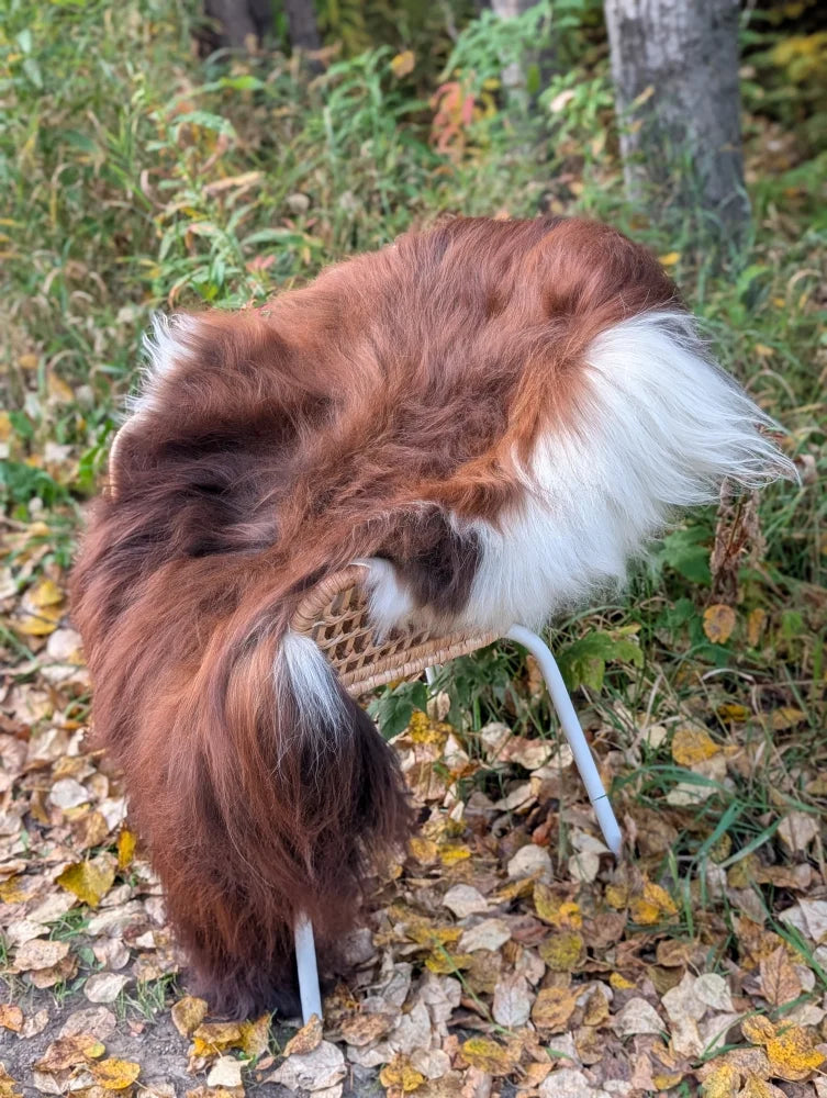 A fluffy brown and white dog sits on a woven chair with a massive natural dark rusty icelandic sheepskin wool cover