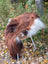 A fluffy brown and white dog sits on a woven chair with a massive natural dark rusty icelandic sheepskin wool cover