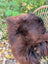 A large dark rusty icelandic sheepskin throw blanket with soft fluffy wool icelandic texture and plush feel