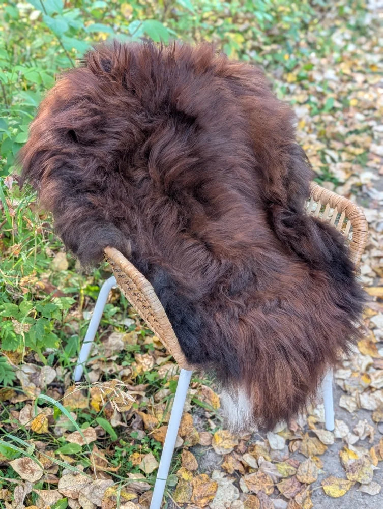 A large 49 x 31 deep brown natural dark rusty wool icelandic sheepskin rug with soft fluffy texture