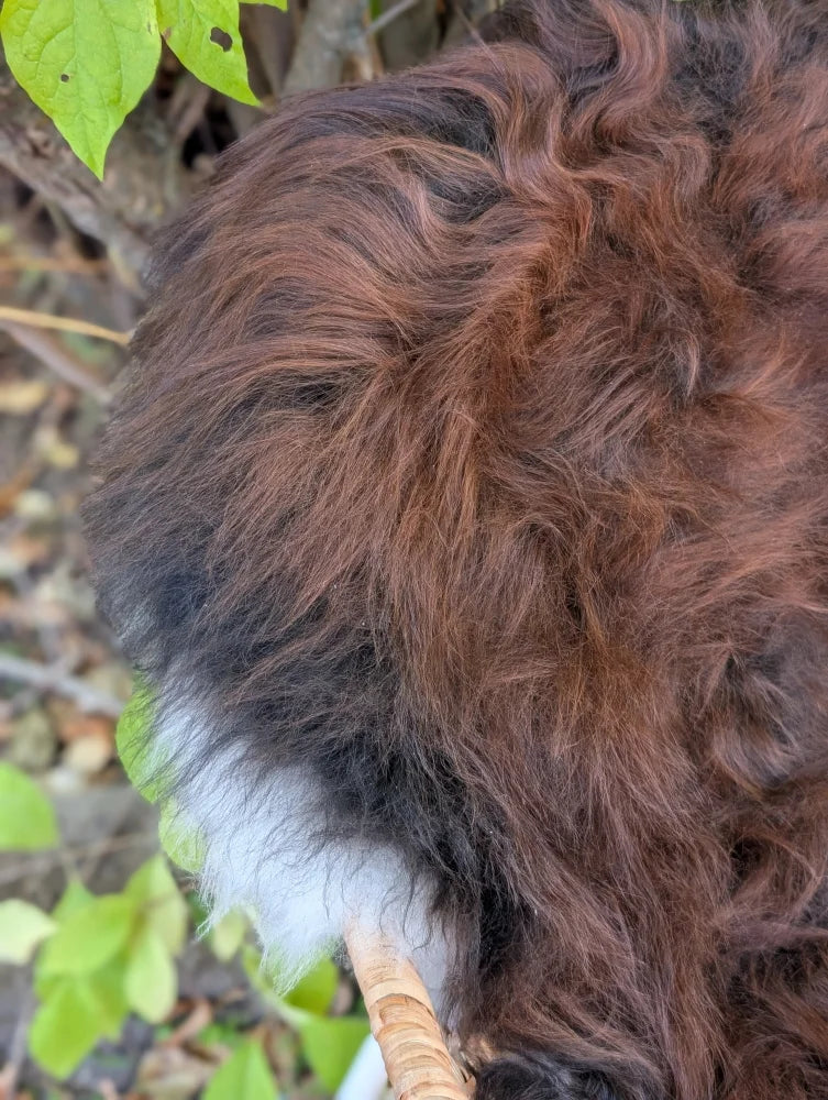 A fluffy dog lying on a large 49 x 31 natural dark rusty icelandic sheepskin with wool icelandic texture